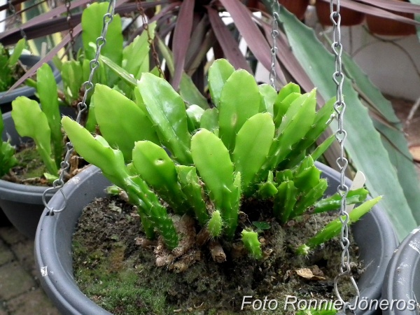 Epiphyllum pfersdorfii