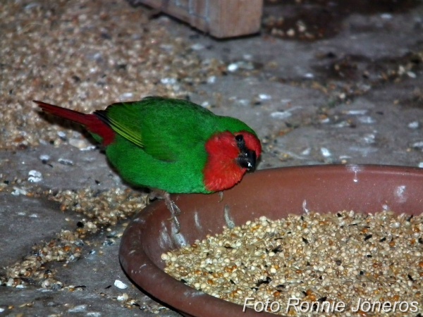 rödhuvad papegojamadin