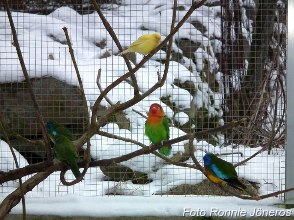 Vinterbild på mina fåglar