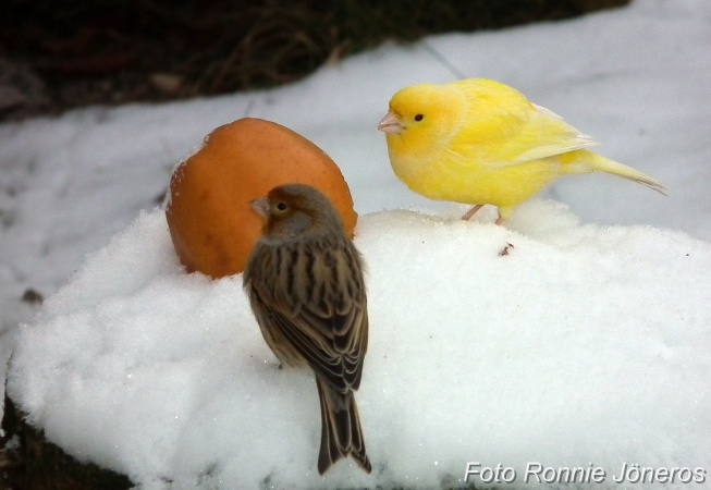Kanariefåglar ute i snön o äter äpple