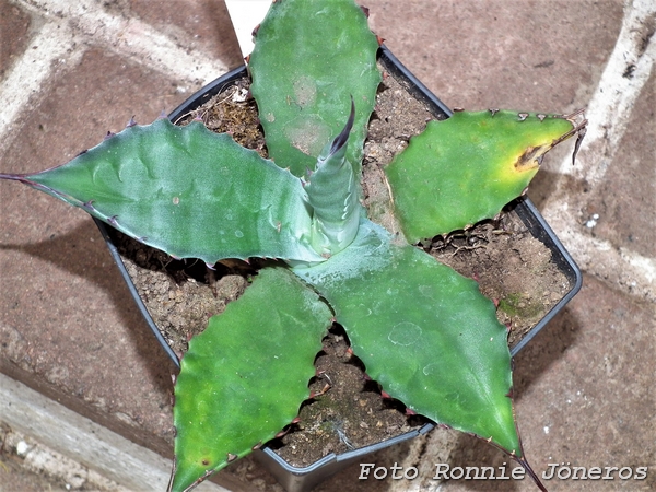 Agave applanata