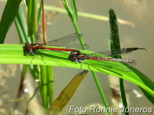 Pyrrhosoma nymphula