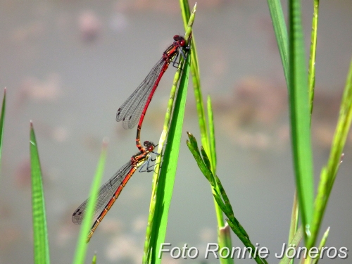 Pyrrhosoma nymphula