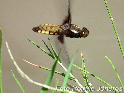 Libellula depressa