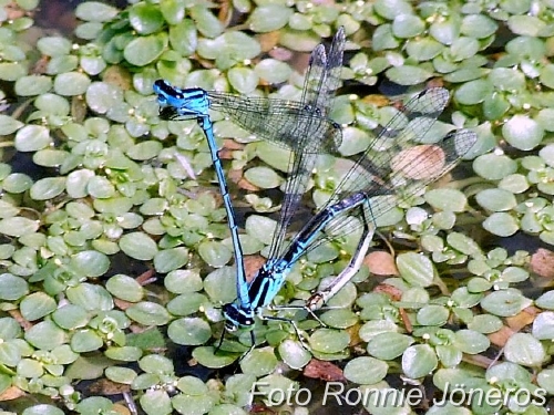 Coenagrion puella