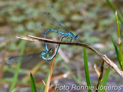 Coenagrion puella