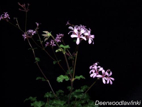 Deerwoodlav
