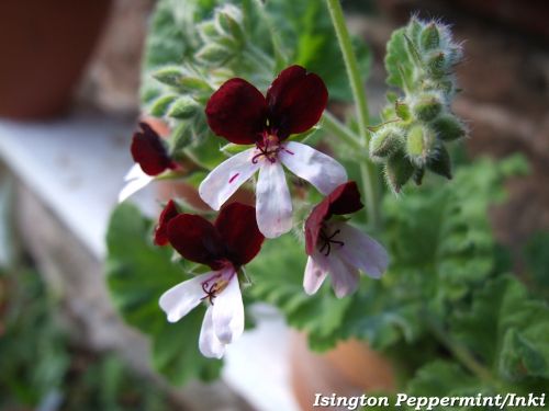 IsingtonPeppermint