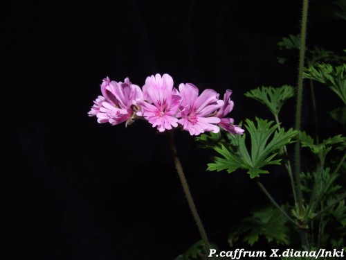 P.Caffrum_Diana