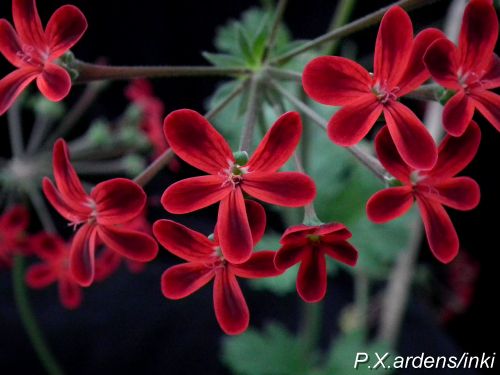 P.X.ardens