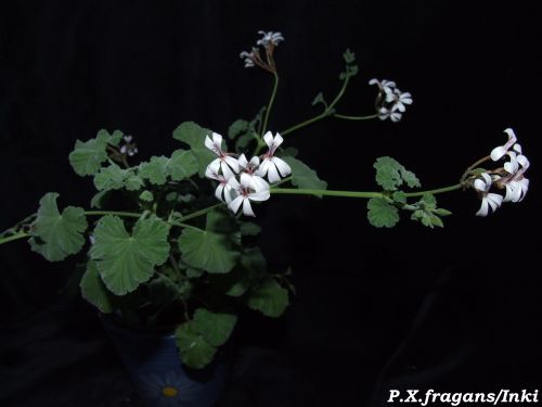 P.X.fragans