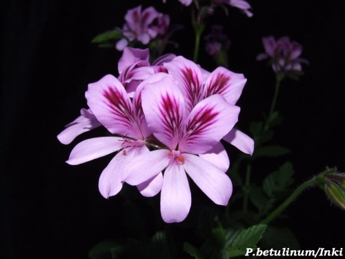 P.betulinum