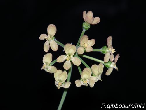 P.gibbosum