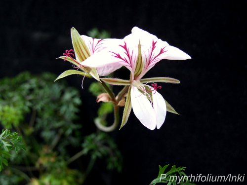 P.myrrhifolium