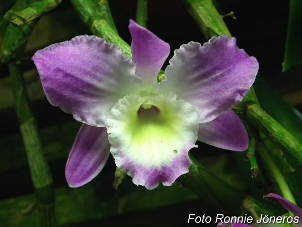 Dendrobium