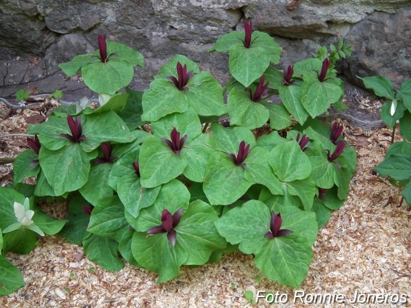 Trillium sessile