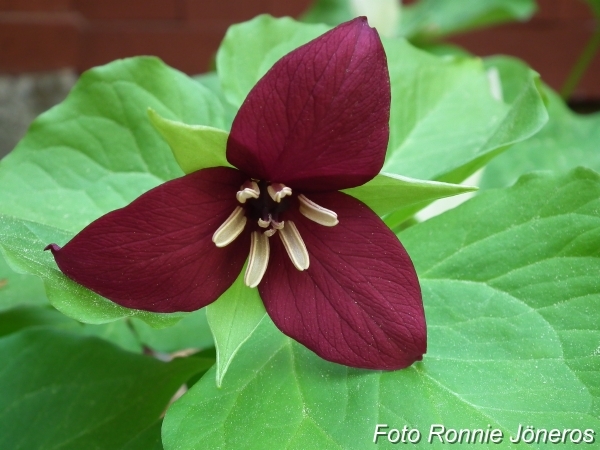 Trillium vaseyi