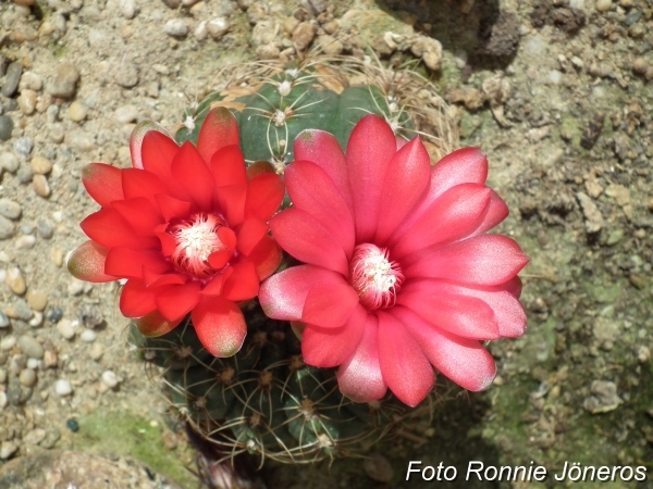 Gymnocalycium denudatum