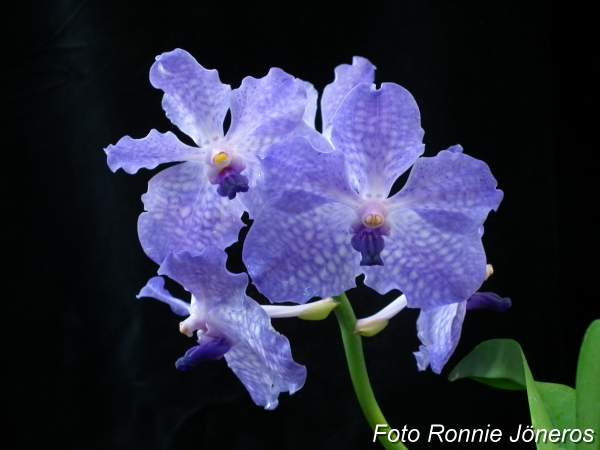 Vanda