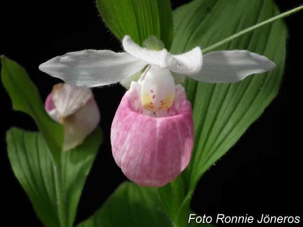 Cypripedium Reginae