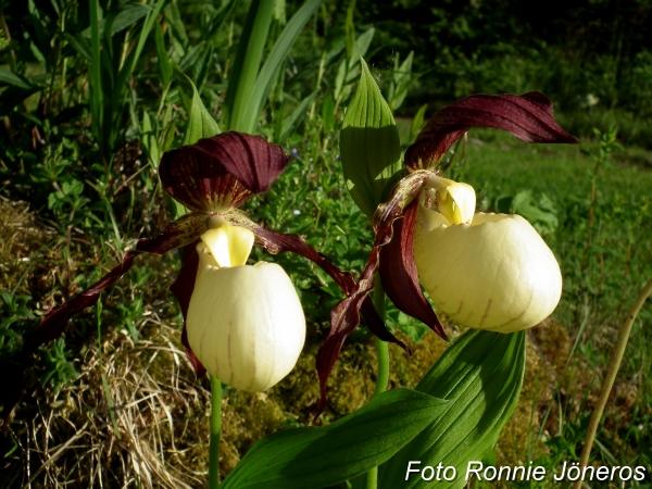 Cypripedium kentuckiense