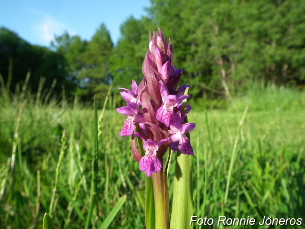 Dactylorhiza_majalis Majnyckel