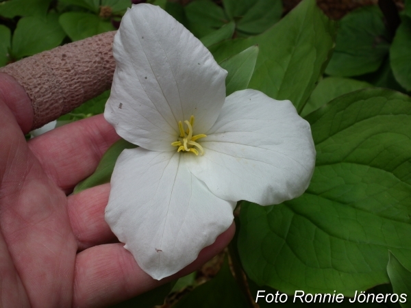 Trillium grandiflora