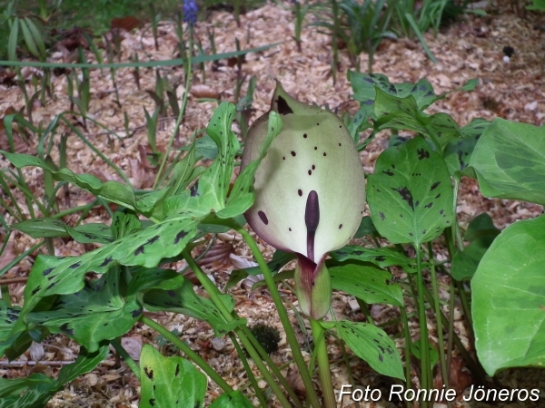 Arum maculatum