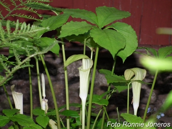 Arisaema