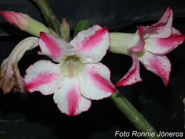 Adenium fragans delight