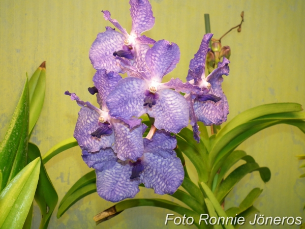 Vanda (Gordon dillon * Bangsai queen)