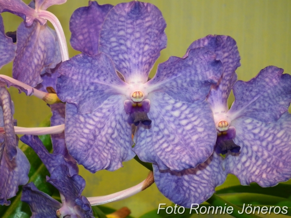 Vanda (Gordon dillon * Bangsai queen)