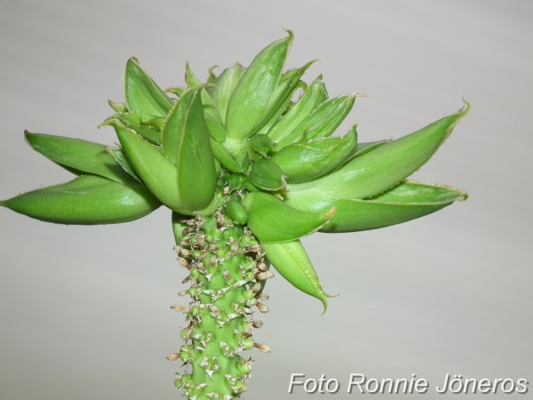 Agave viktoria regina som satt nya skott i toppen på blommstängeln