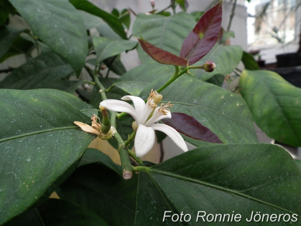 Citron blomma