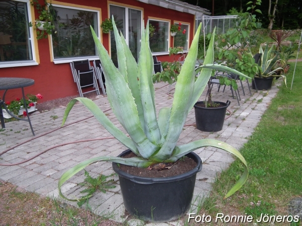 Agave americana