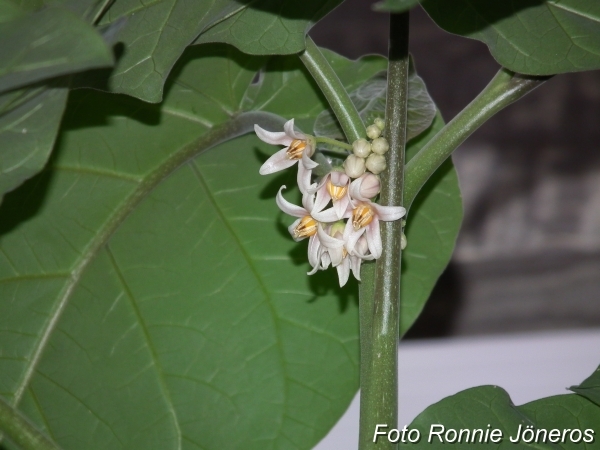 Blommande tamarillo