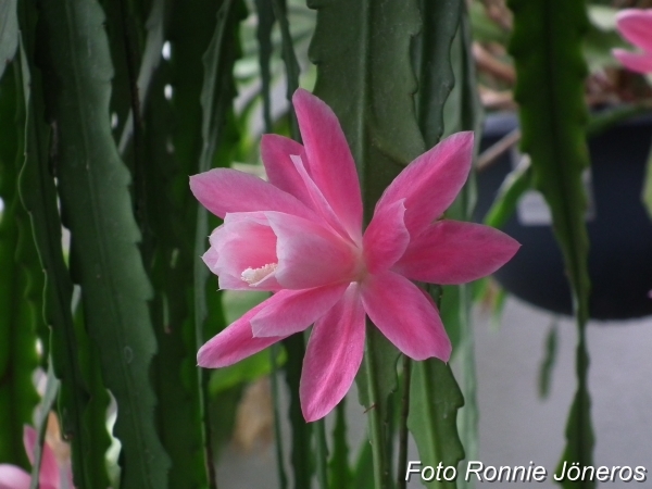 Deutsche Kaiserin Cactus