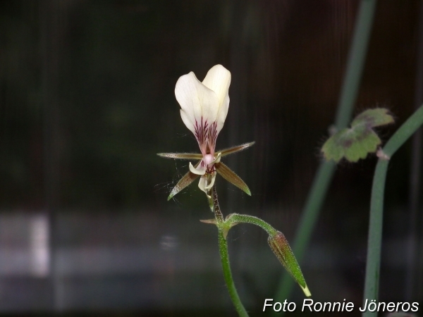 Pelargonia Tetragonum