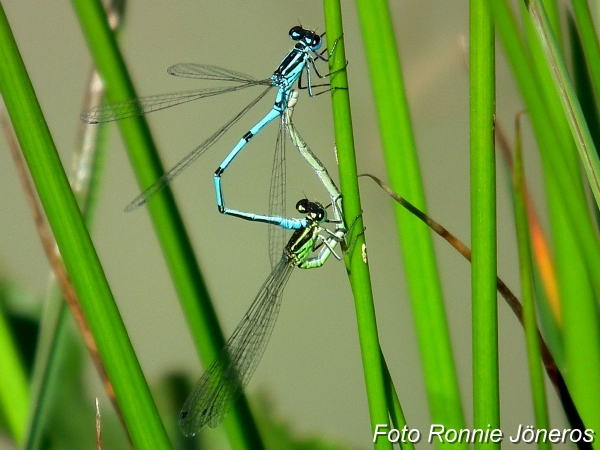 ljus lyrflickslända (Coenagrion puella)