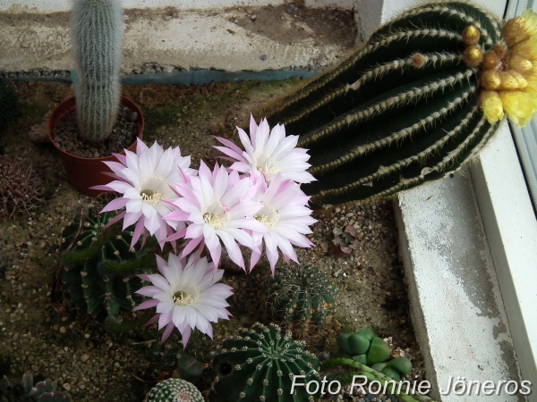 Echinopsis