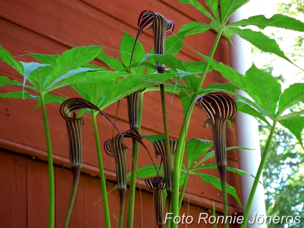 Arisaema Consanguineum