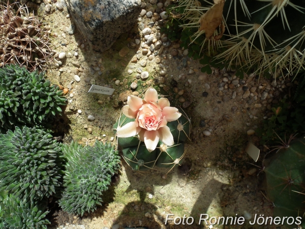 Gymnocalycium