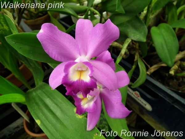 Walkeriana pink