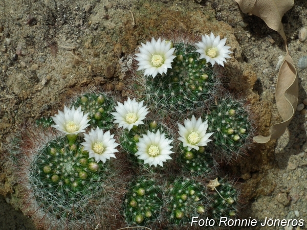 Mammillaria zeillmanniana var alba