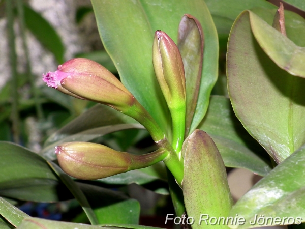 Cattleya knopp