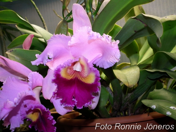 Cattleya