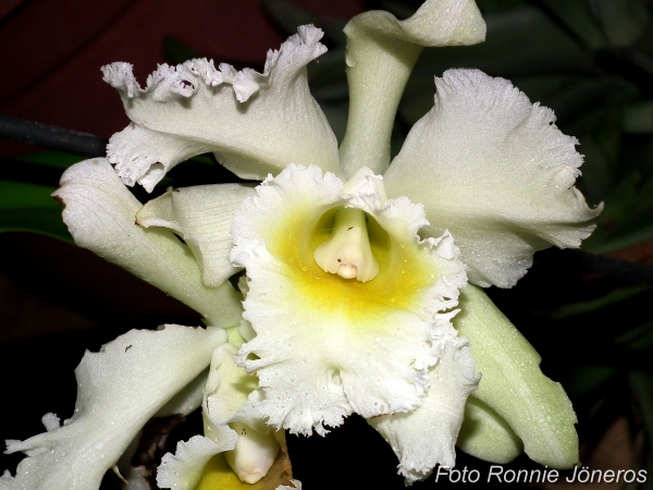 Cattleya