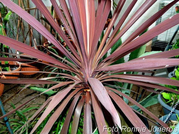 Dracena