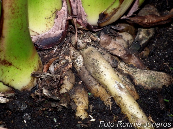 Rot från Papegojblomma Strelitzia reginae