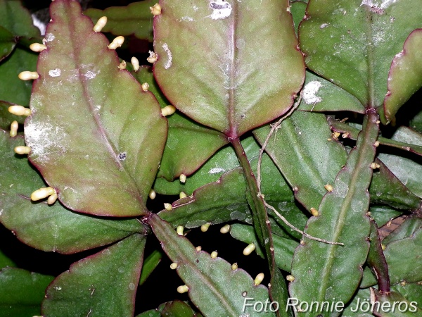 Rhipsalis elliptica